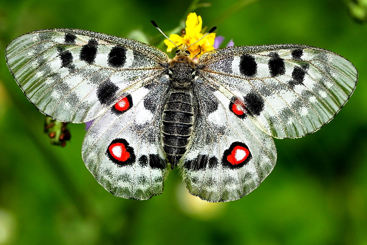 schmid-schmetterling.jpg