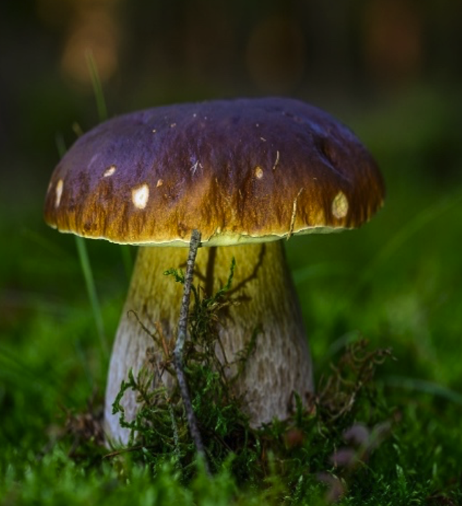 La scuvretga moderna dil mund dils bulius 